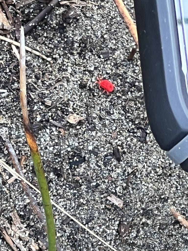 Clover Mites photo 1