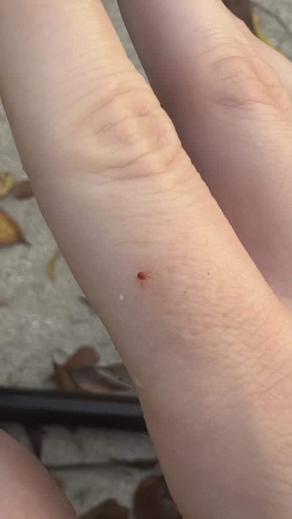 Clover Mites photo 2