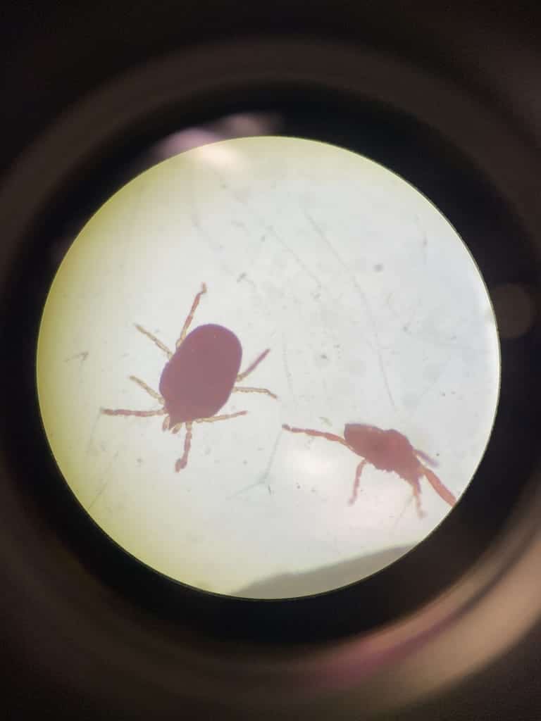 Clover Mites photo 3