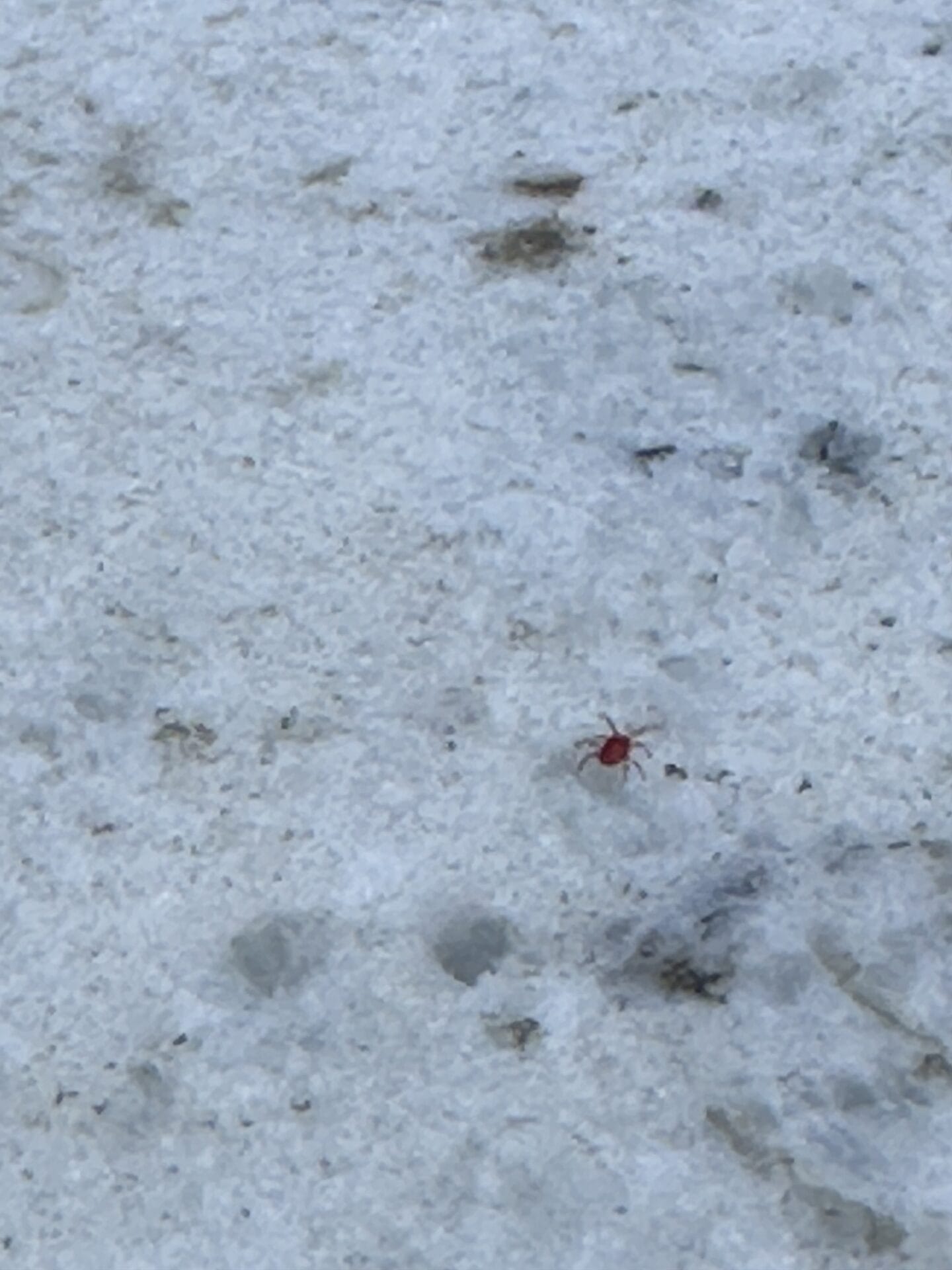 Clover Mites photo 4