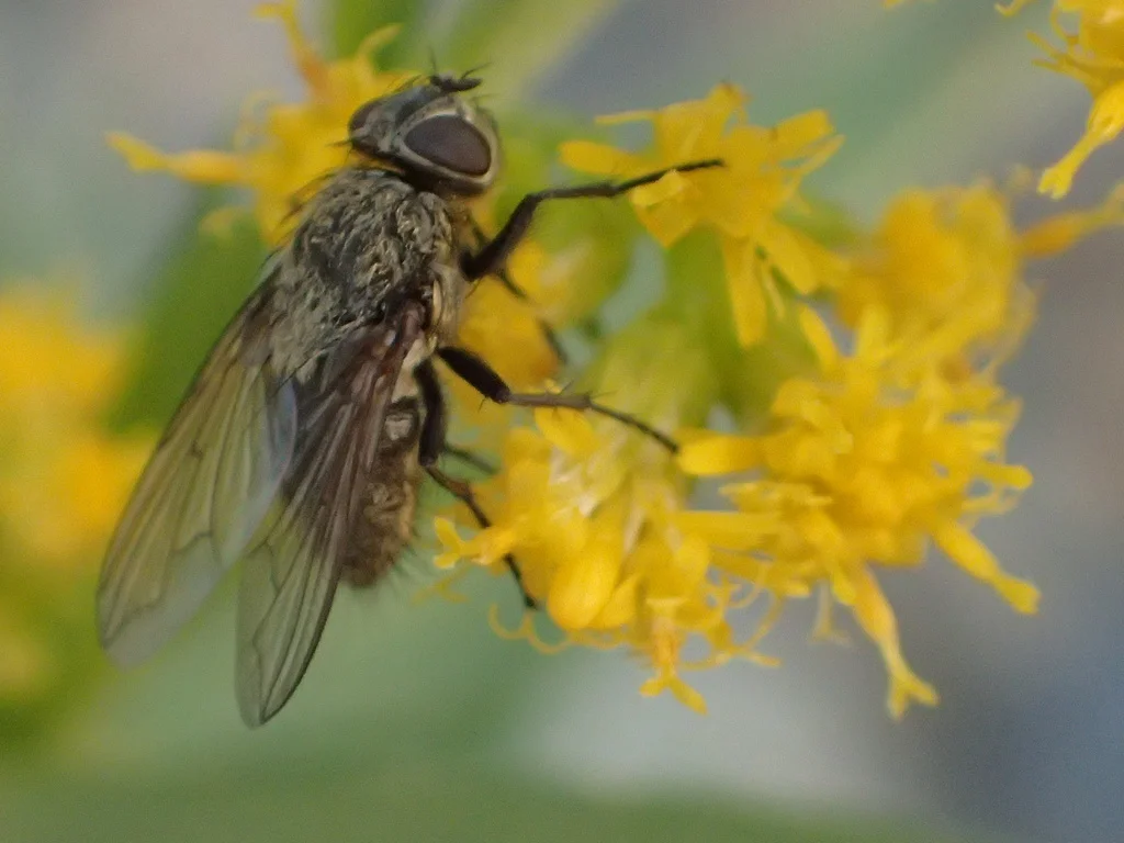 Cluster fly feeding on yellow goldenrod flowers