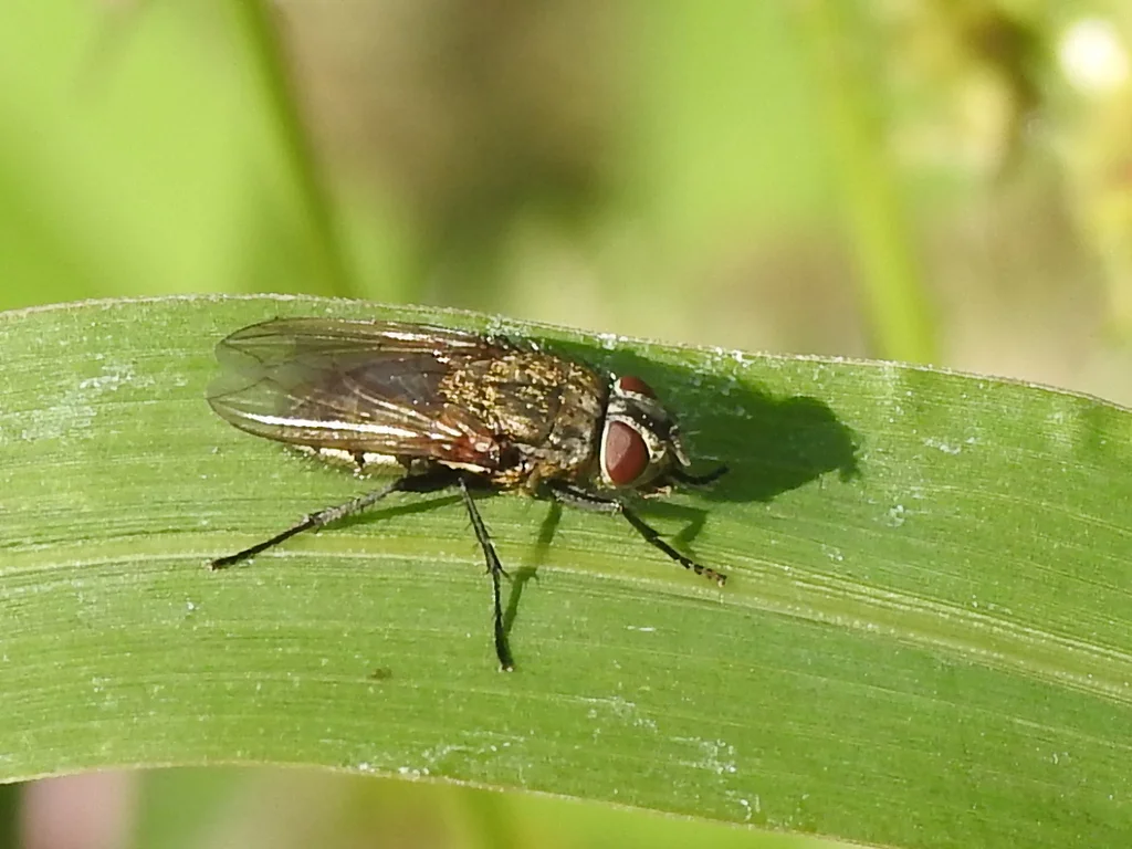 Cluster fly resting on a green leaf showing natural coloring