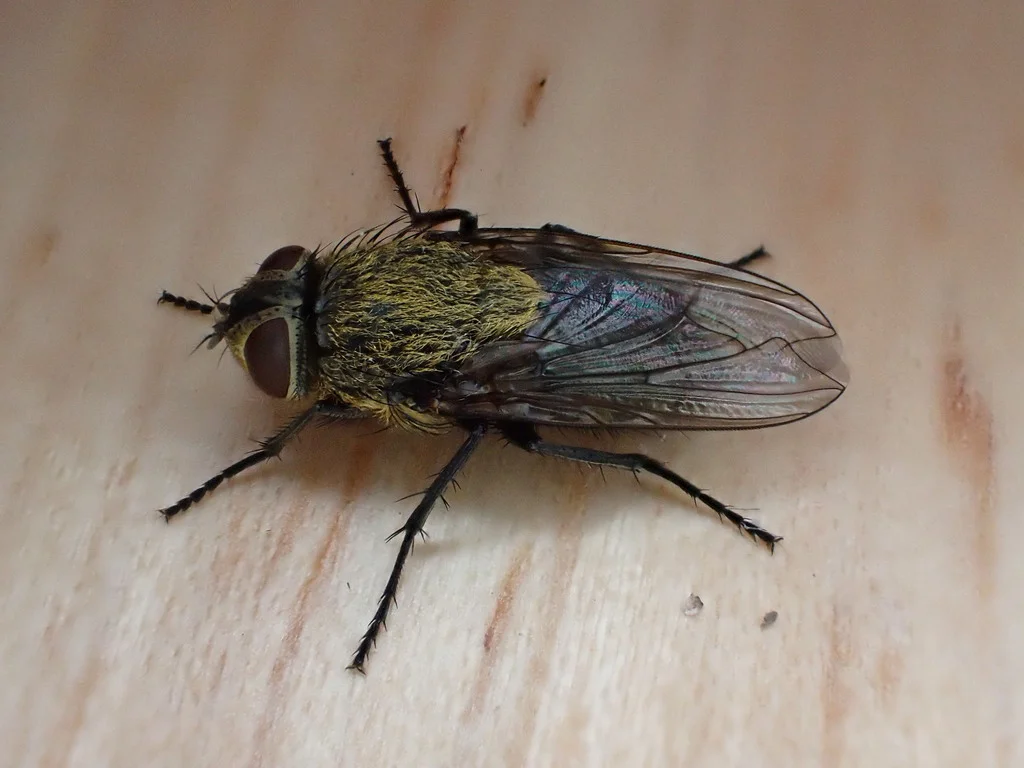 Top-down view of a cluster fly displaying wing pattern and body structure