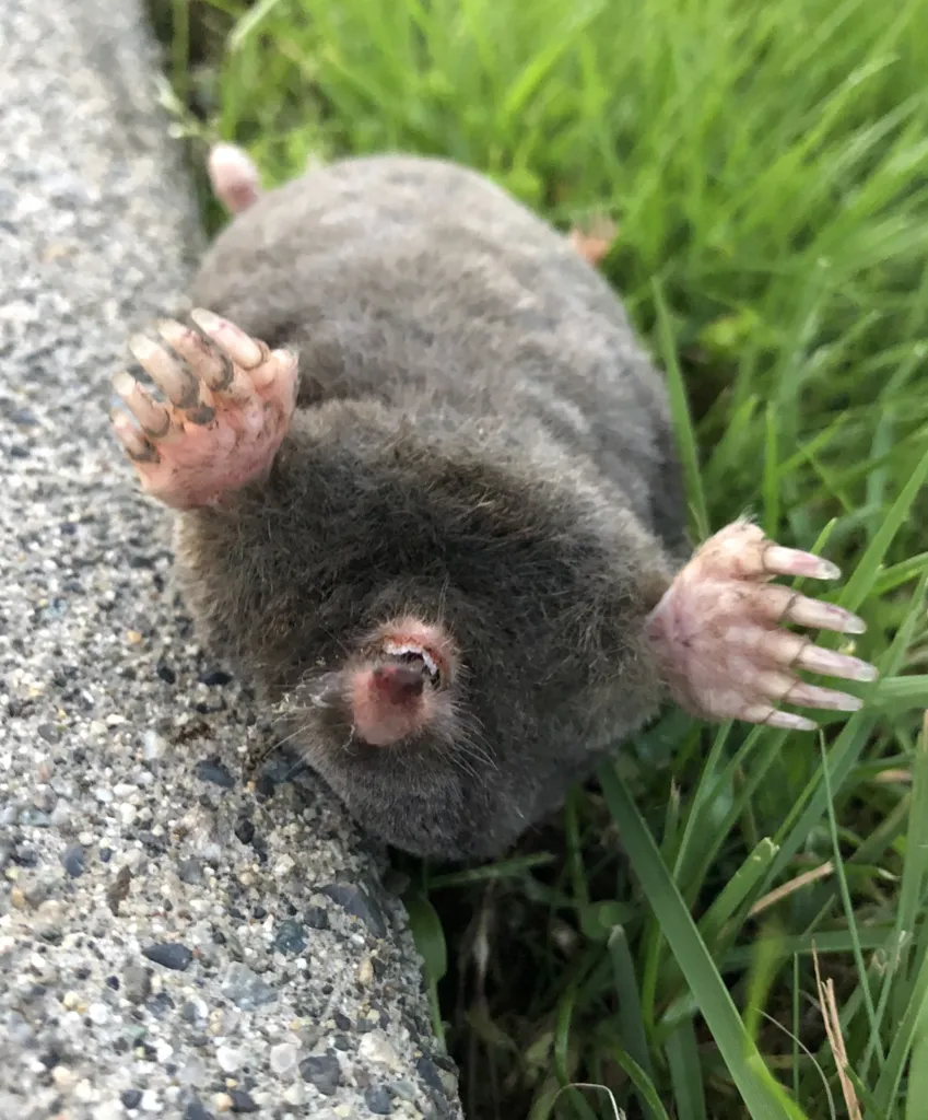 Front-facing view of a coast mole displaying its pink snout and oversized digging paws
