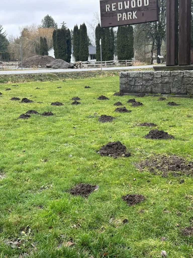 Multiple cone-shaped molehills on a green lawn caused by coast mole tunneling activity