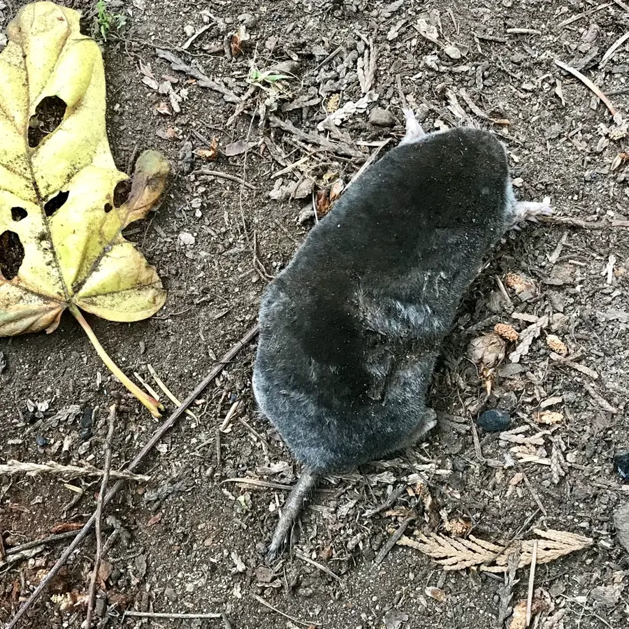 Coast mole on natural dirt and leaf litter in its typical Pacific Northwest habitat