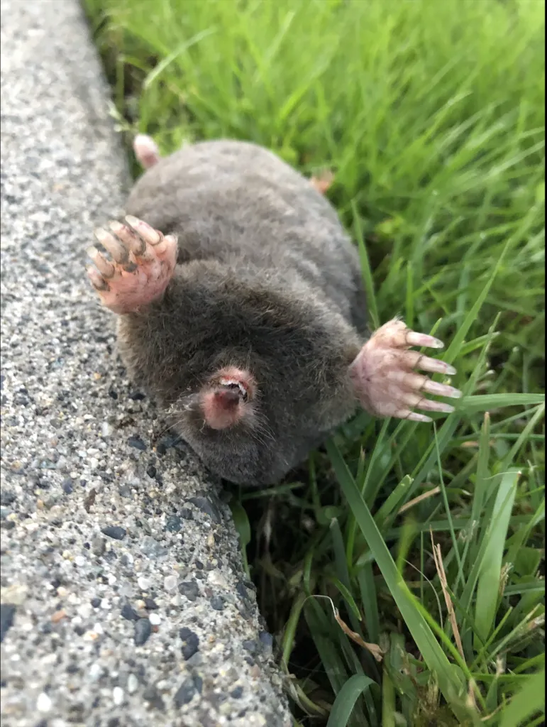 Coast mole on a paved surface near grass showing its compact body and large front claws