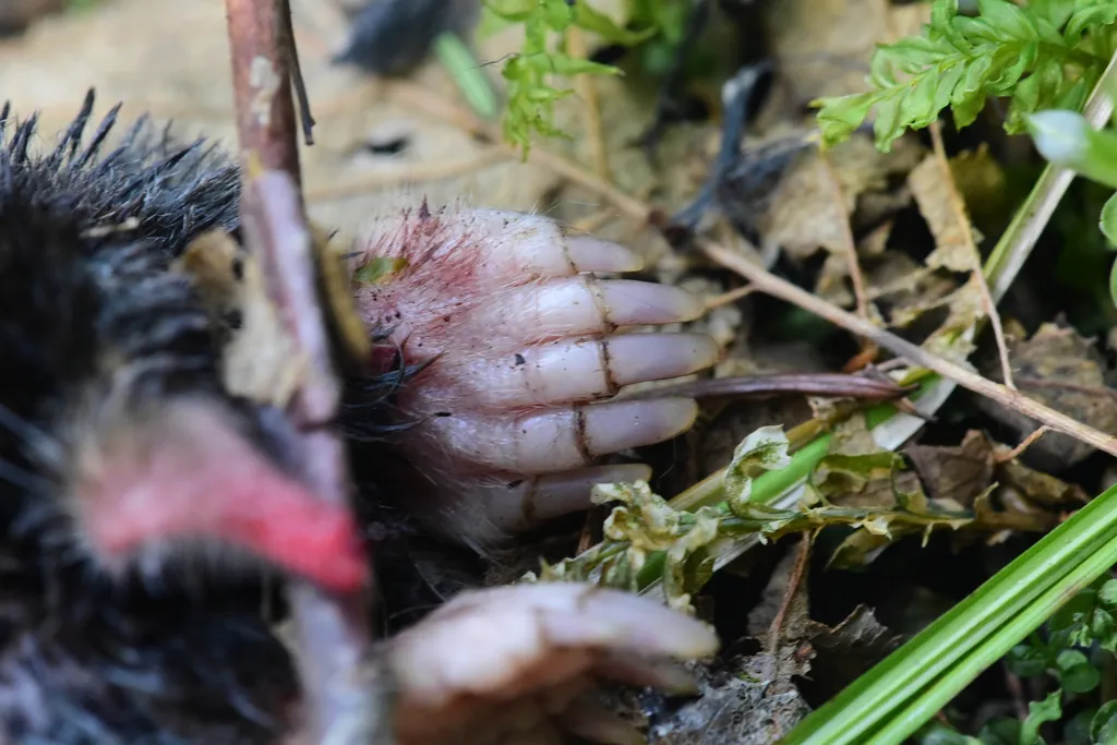 Close-up of a coast mole front paw showing the broad, spade-like structure adapted for digging