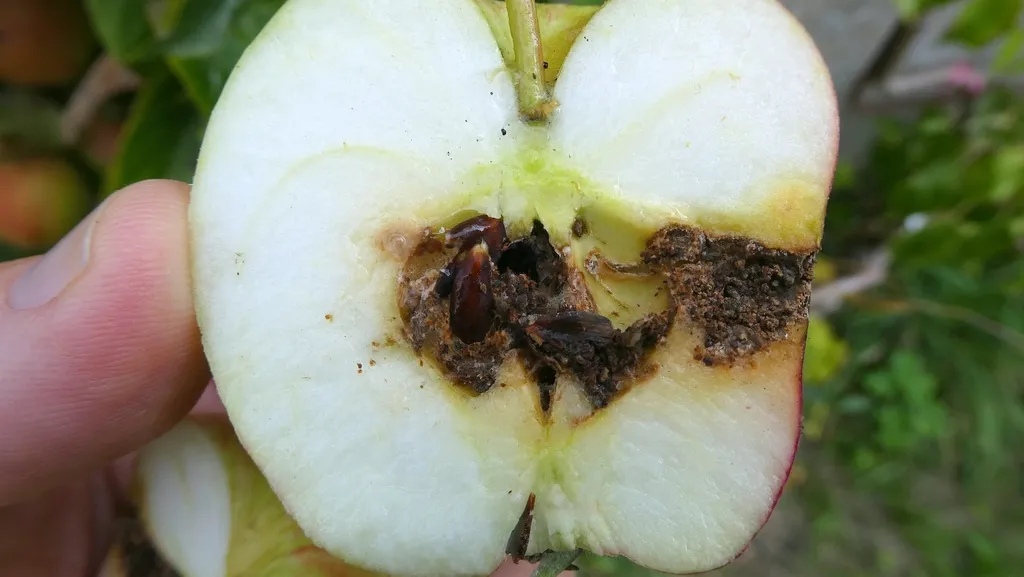 Apple cut in half showing brown frass-filled codling moth larva tunnels leading to the core