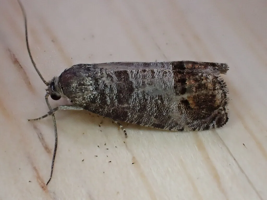 Codling moth resting on a wooden surface with wavy gray and brown wing bands