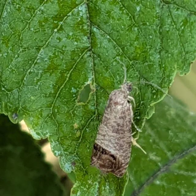 Codling moth perched on a green leaf, blending in like a small piece of bark