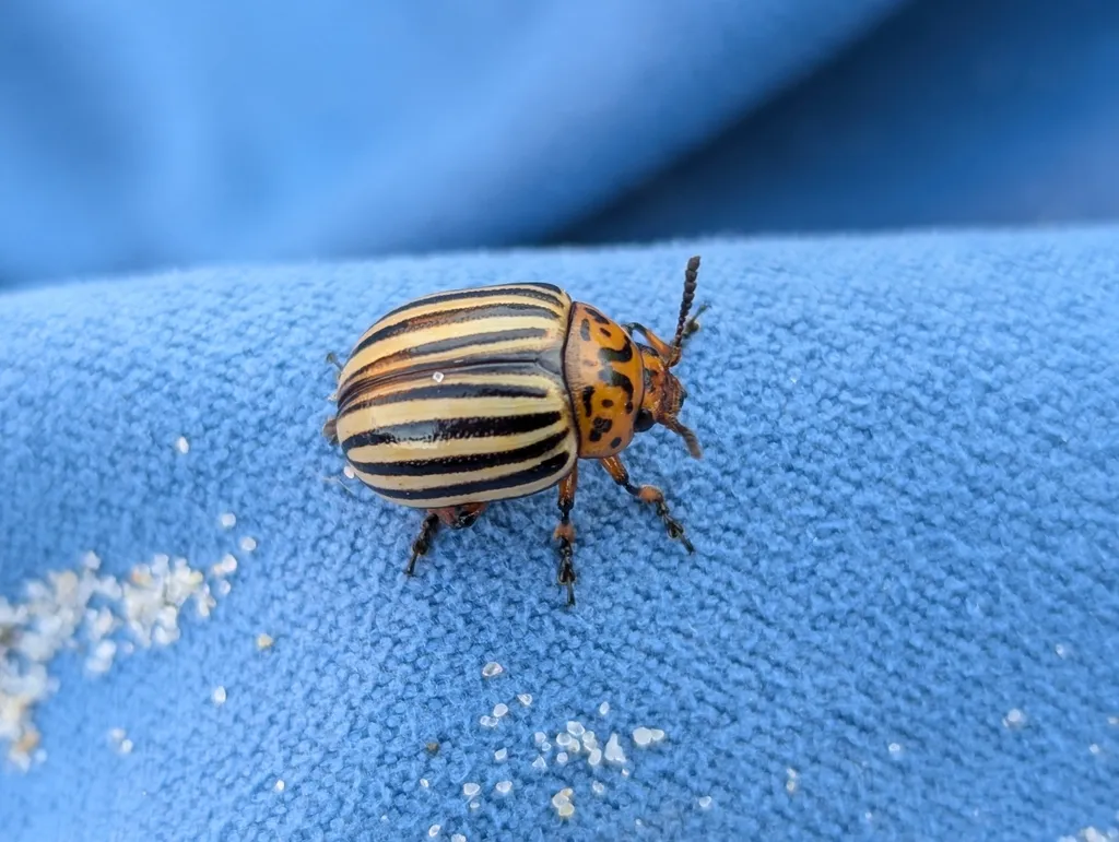 Colorado potato beetle on blue fabric showing the round body shape and clear black stripes on yellow wing covers
