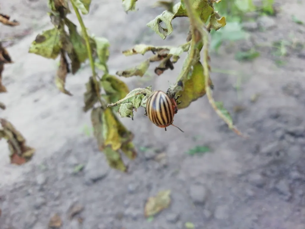 Colorado potato beetle feeding on a damaged potato plant with visible defoliation