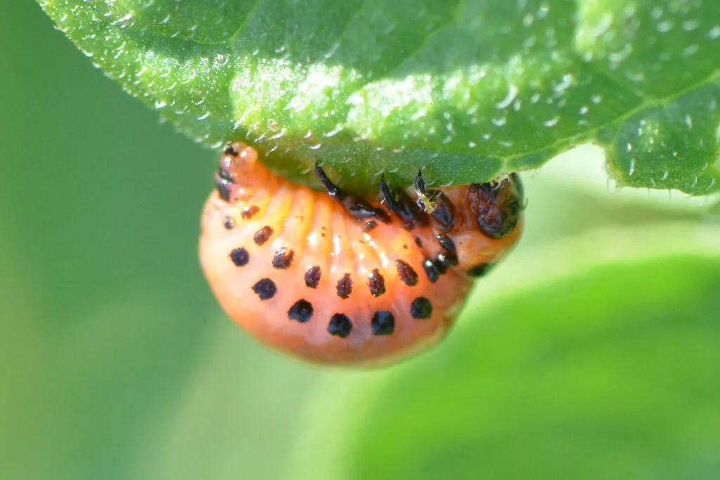 Close-up of a Colorado potato beetle larva showing its humpbacked shape and distinctive black spot pattern