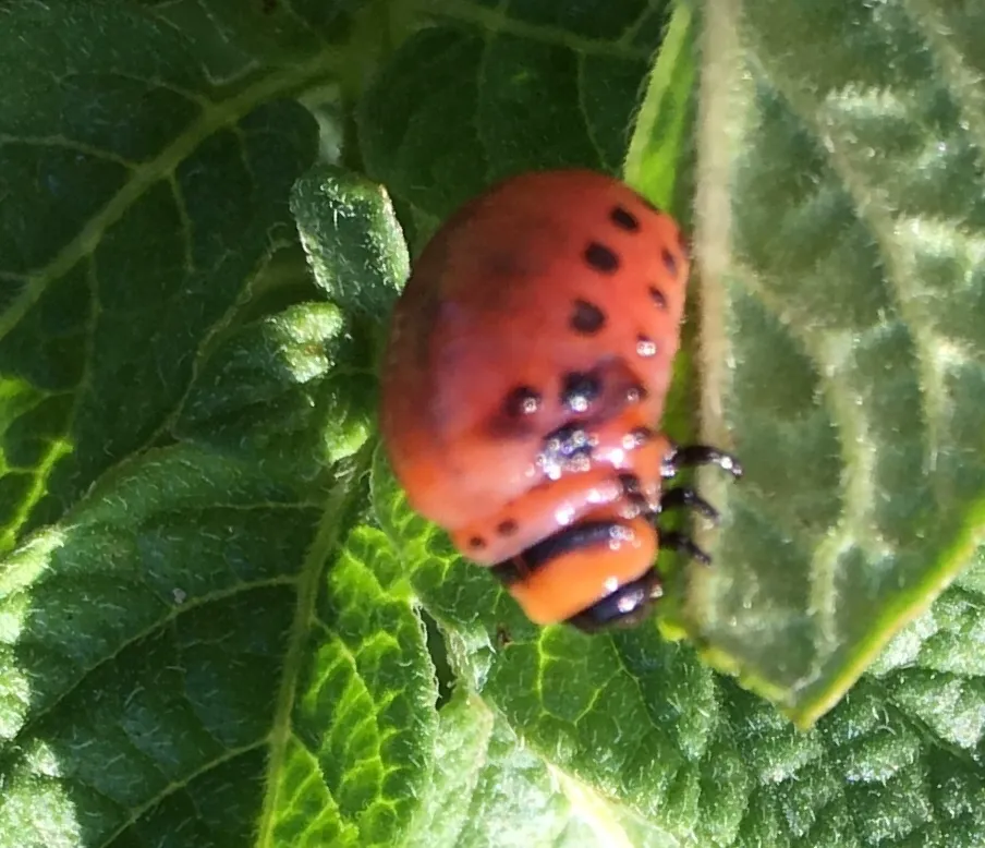 Colorado potato beetle larva with orange-red body and black spots feeding on a potato leaf