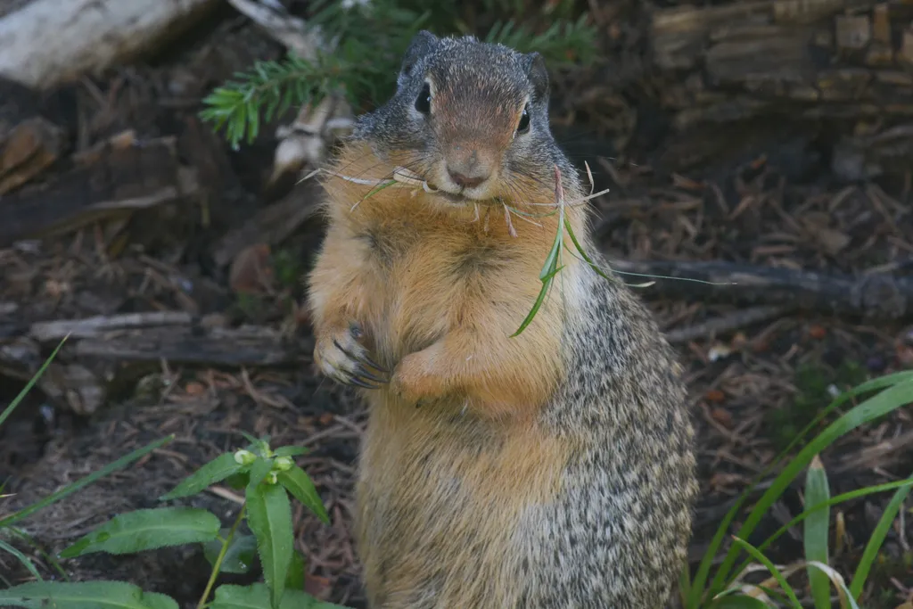Columbian ground squirrel standing upright and eating vegetation