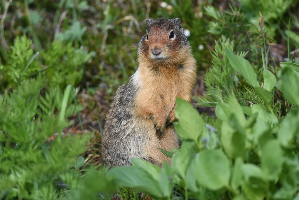 Columbian ground squirrel standing upright among green vegetation showing distinctive reddish-brown face