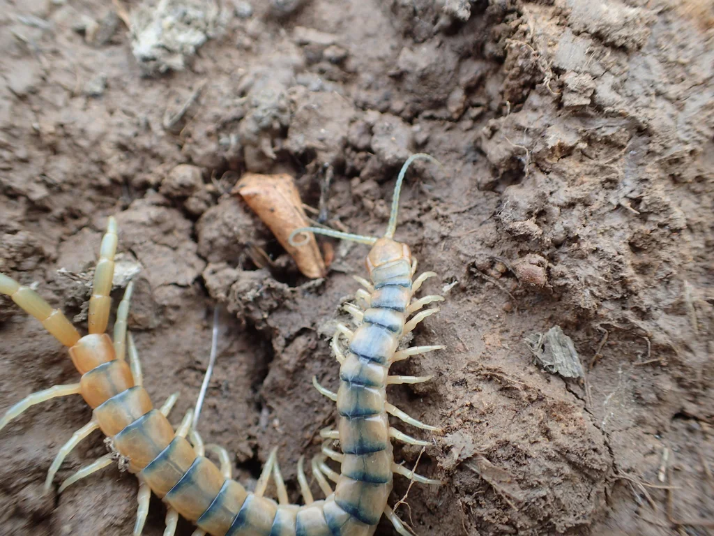 Common desert centipede displaying blue-green coloration with characteristic dark banding
