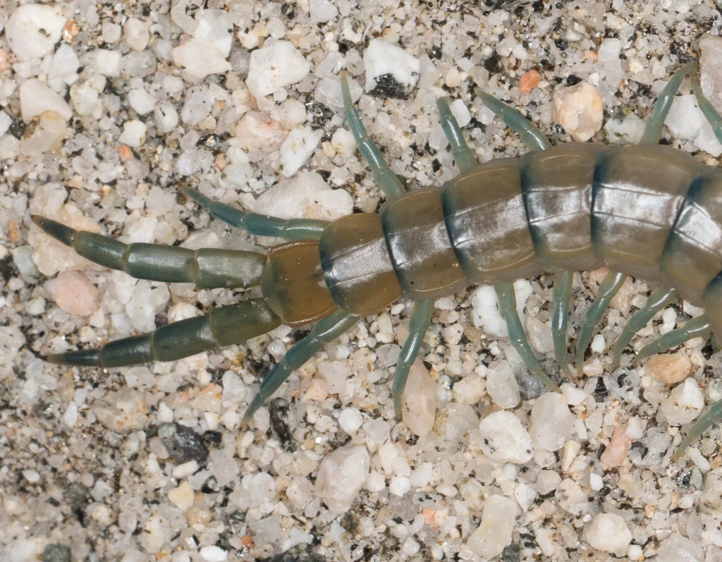 Close-up of common desert centipede head and front segments showing antennae and forcipules