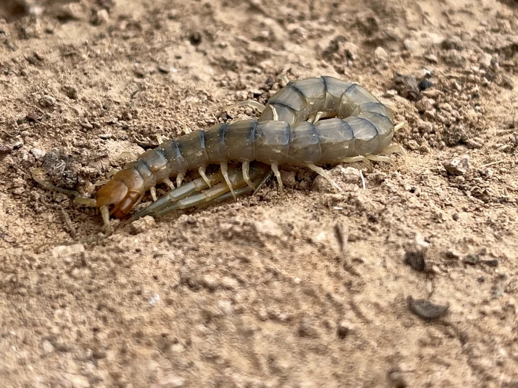 Common desert centipede side profile showing full body length in natural habitat