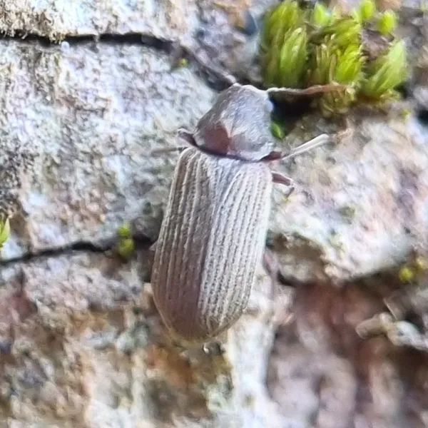 Common furniture beetle viewed from above on weathered wood, showing its long ridged wing covers