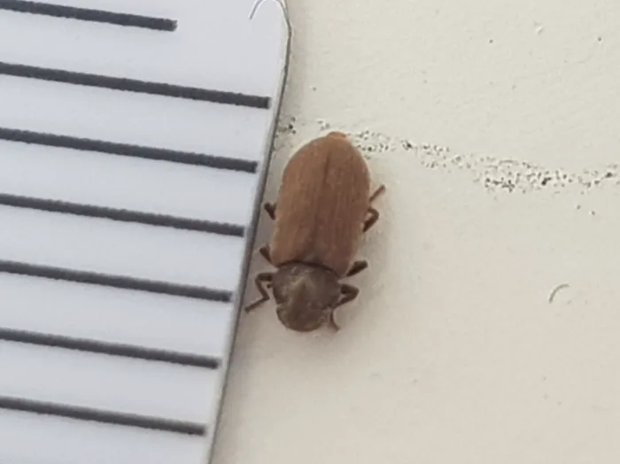 Common furniture beetle next to a millimeter ruler, showing it is only about 4 millimeters long