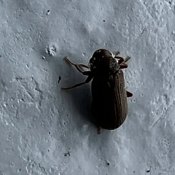 Dark brown common furniture beetle crawling on an indoor wall after emerging from wood