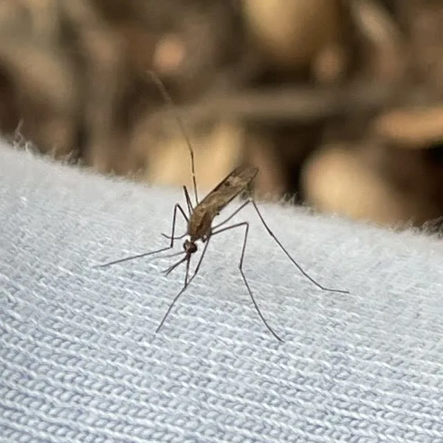 Common malaria mosquito on a shirt sleeve in the steep head-down resting posture typical of Anopheles mosquitoes
