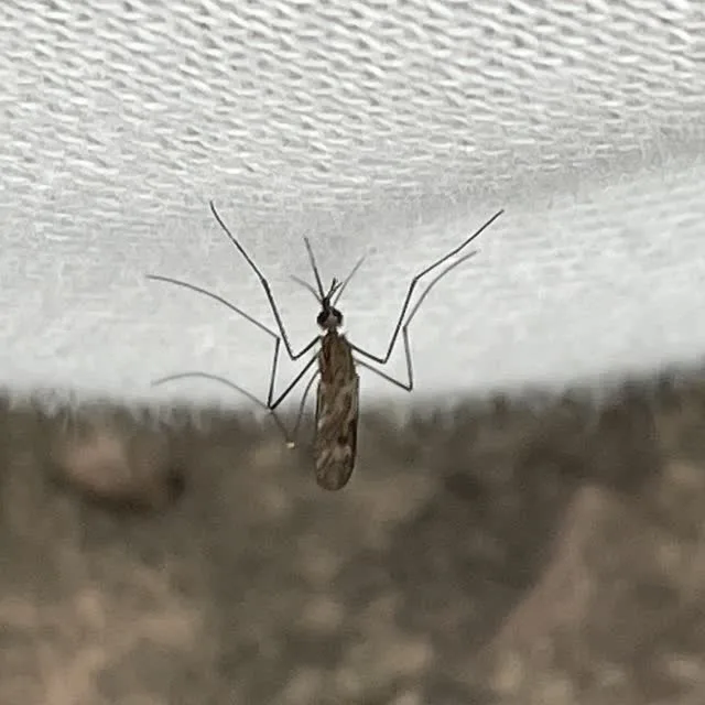Common malaria mosquito seen from above showing the dark and pale scale patches across its wings