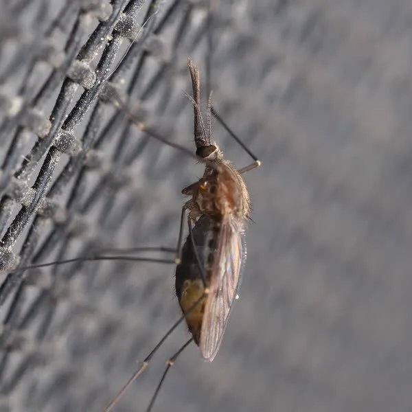 Common malaria mosquito resting at an angle