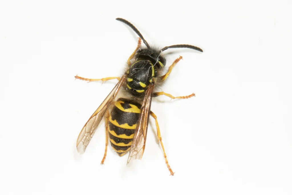 Yellow jacket close-up