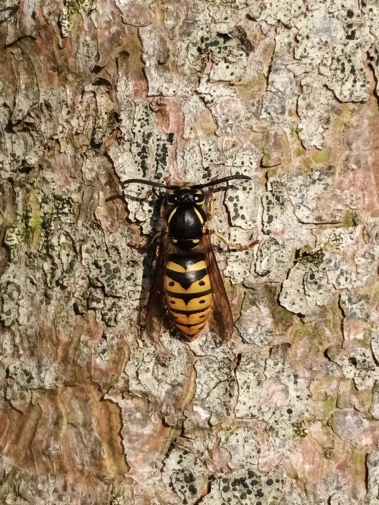 Common yellowjacket on tree bark showing top-down view of black and yellow striped abdomen