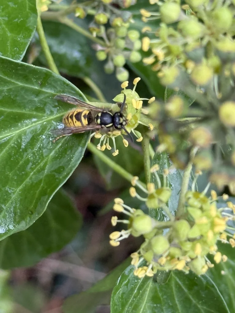 Common yellowjacket foraging on flowers demonstrating natural feeding behavior