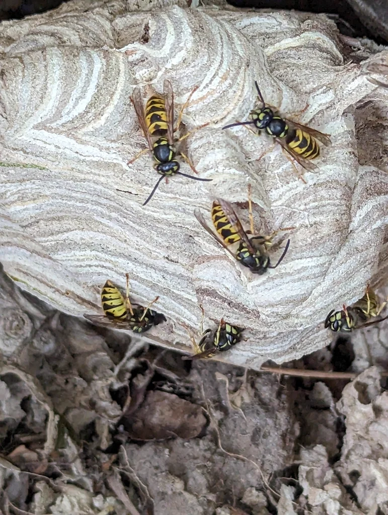 Common yellowjacket nest with multiple workers on the paper surface showing colony activity