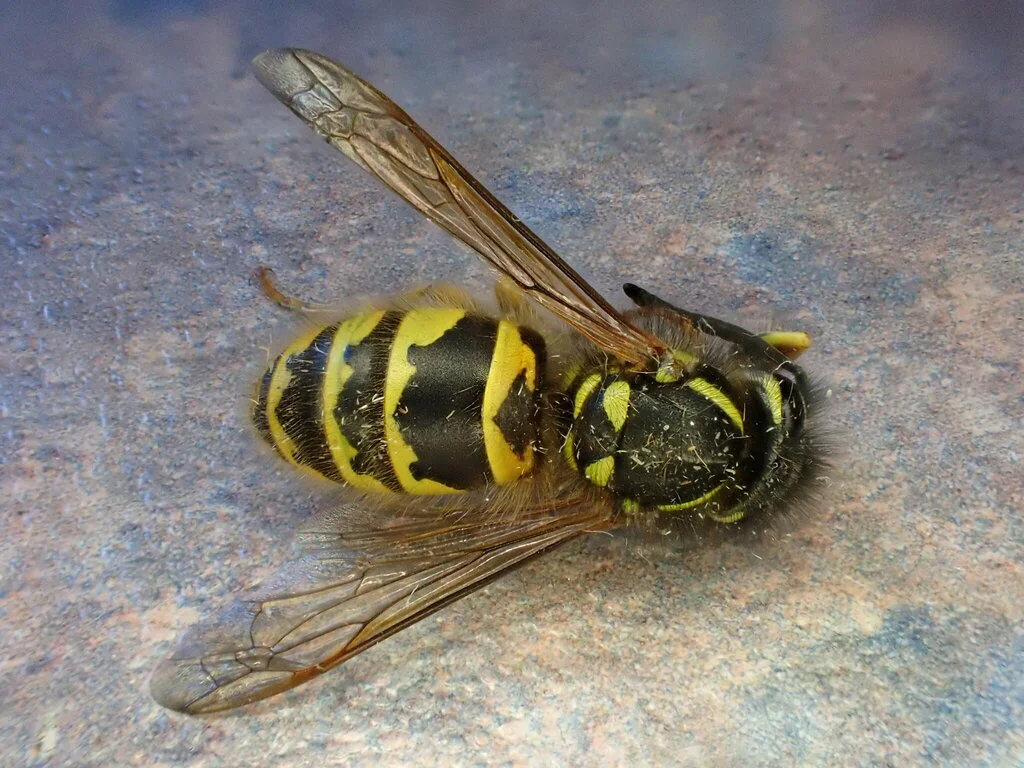 Side profile of common yellowjacket showing characteristic narrow waist and clear wings
