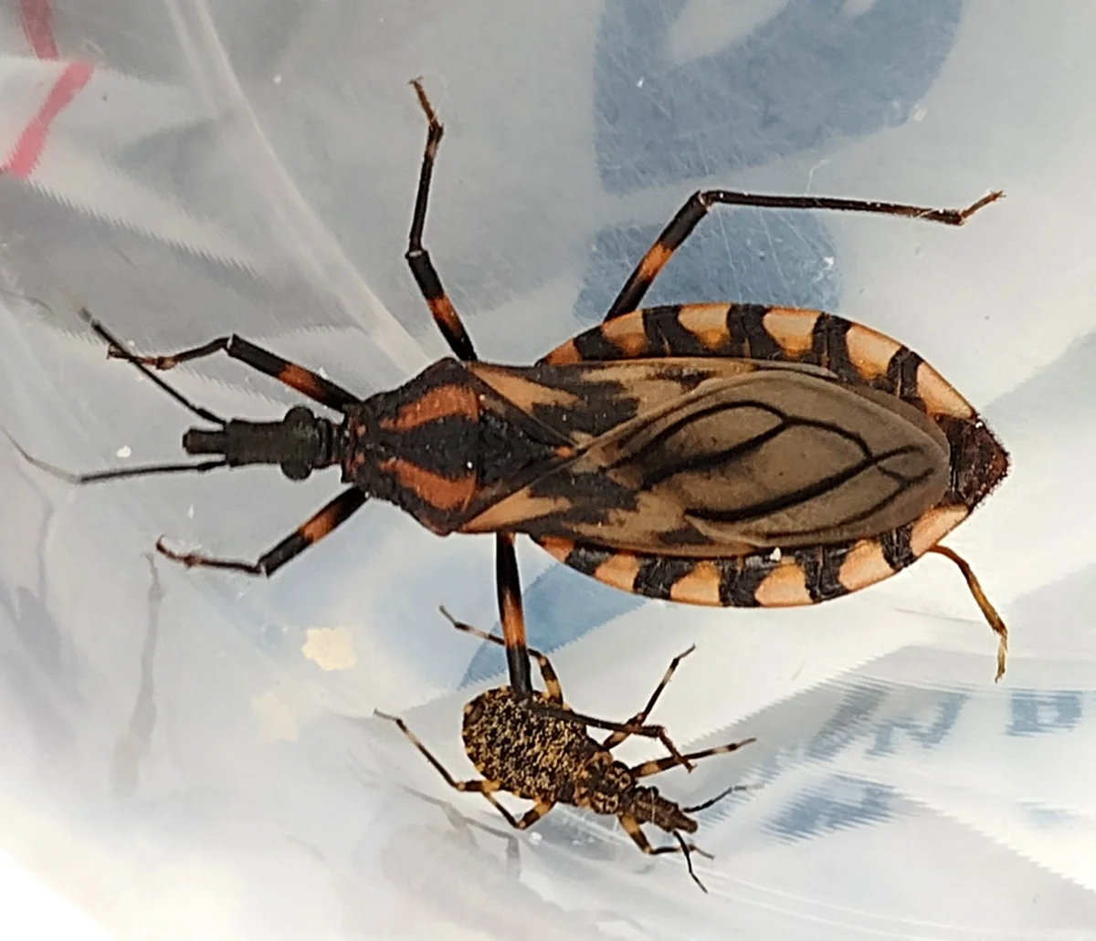 Adult conenose bug with nymph showing orange and black banding pattern on abdomen