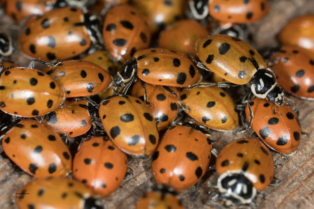 Tight cluster of convergent lady beetles resting together during their winter dormancy