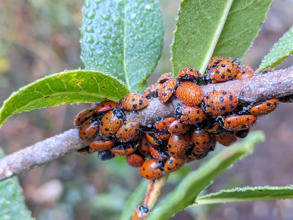 Group of convergent lady beetles gathered on a small branch outdoors