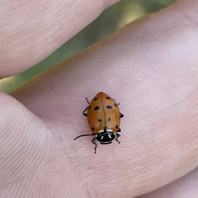 Convergent lady beetle on a person's hand showing its small size and slightly oblong shape