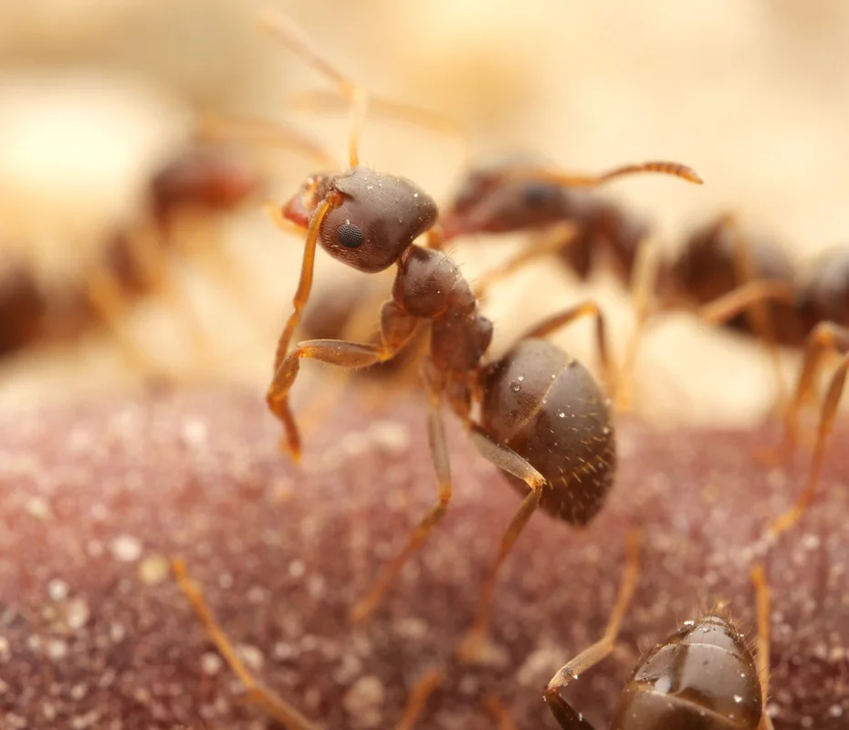 Cornfield ant in natural habitat showing foraging behavior