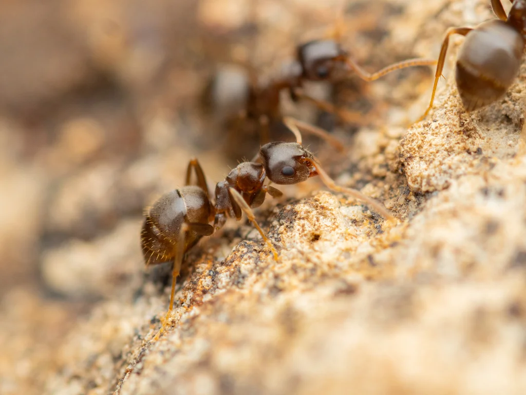 Side profile of cornfield ant displaying body structure and coloration