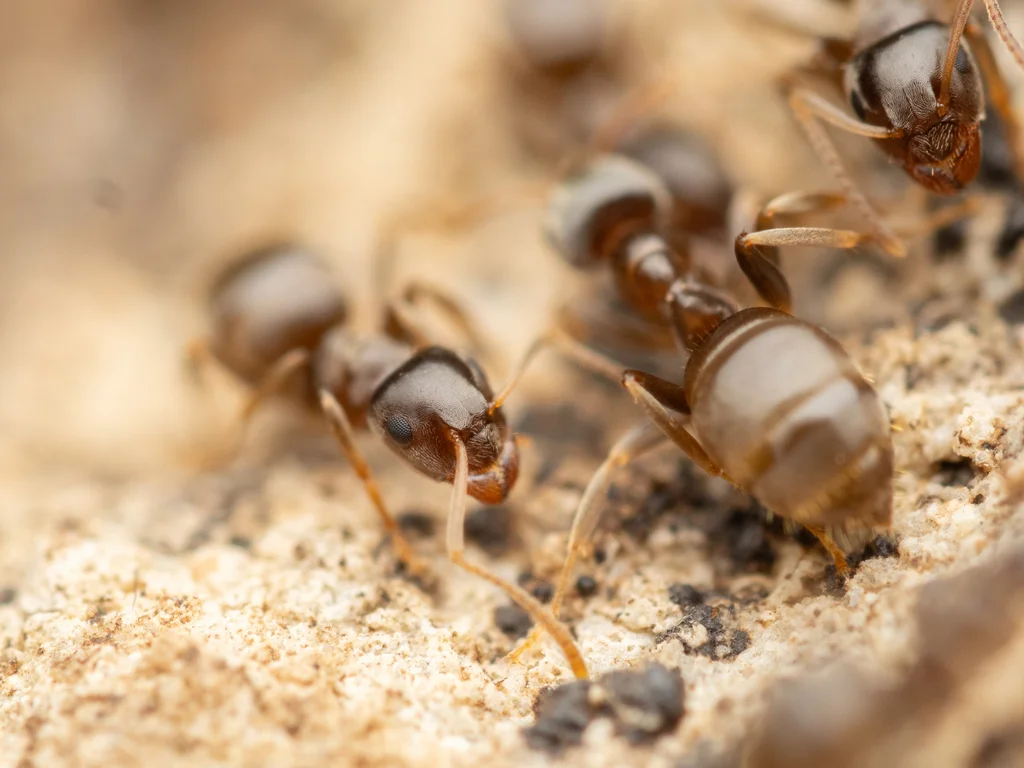 Multiple cornfield ants showing colony behavior and interactions