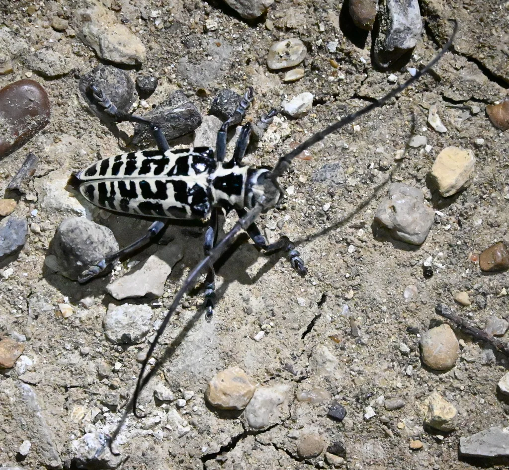 Cottonwood borer walking on gravelly soil, with antennae longer than its body swept out to the sides