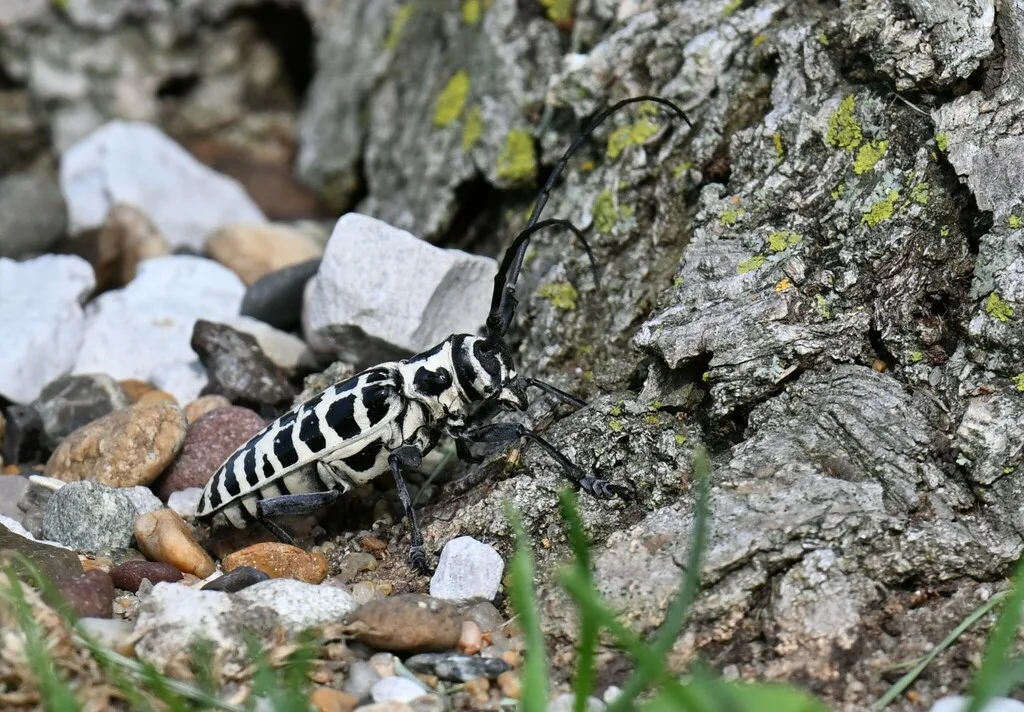 Cottonwood borer resting at the base of a tree trunk near the soil line, where females chew pits to lay eggs