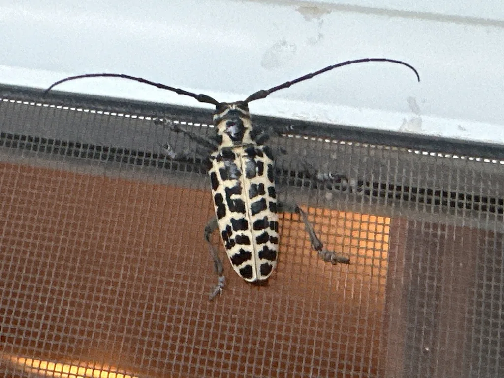Cottonwood borer clinging to a lit window screen at night, showing the cream bands between its black patches