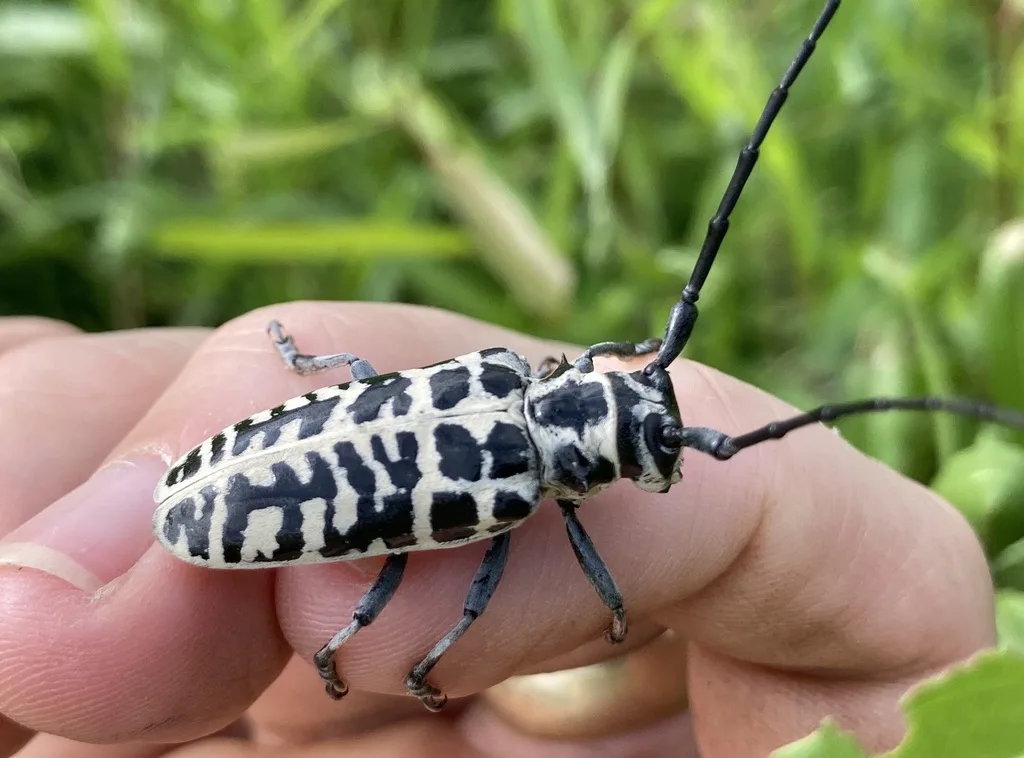 Cottonwood borer held on a person's fingertips, showing that the beetle is about as long as a finger segment and a half