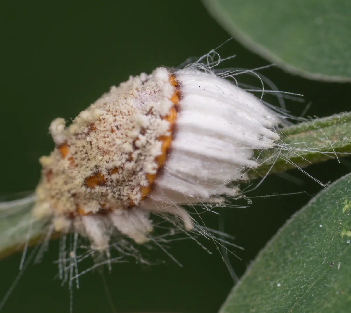 Top-down view of a mature cottony cushion scale with prominent ridged white egg sac