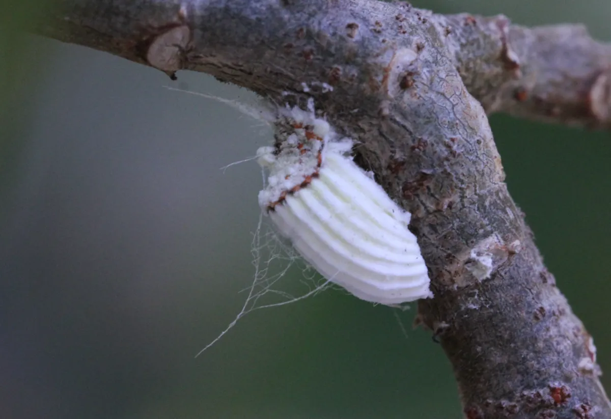 Cottony cushion scale attached to a tree branch showing its characteristic white waxy covering