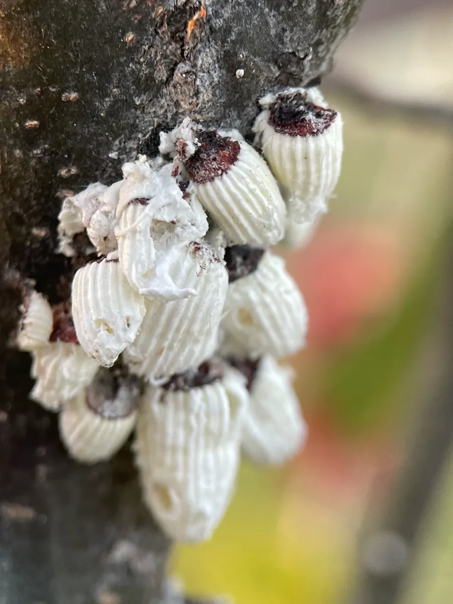 Cluster of cottony cushion scale insects on tree bark showing a typical infestation pattern