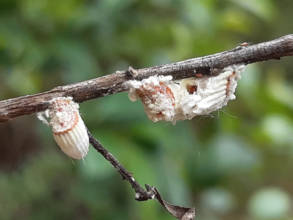 Two cottony cushion scale insects on a twig in their natural habitat